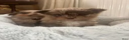 Mixed Breed dogs for sale: Teddy bear pomeranian X yorkie poo pups  - Advert 11