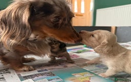 Miniature Dachshund dogs for sale: Red & Shaded Cream! KC Mini Long Haired Dachshunds - Image 19