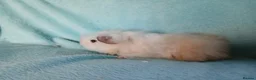 Guinea Pig rodents for sale: Funky baby boy guinea pig ready now  - Advert 6