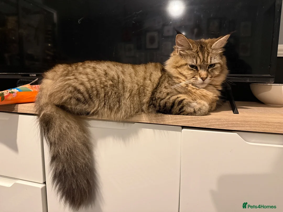 Maine Coon cats for sale: Maine coon cross female - Advert 1