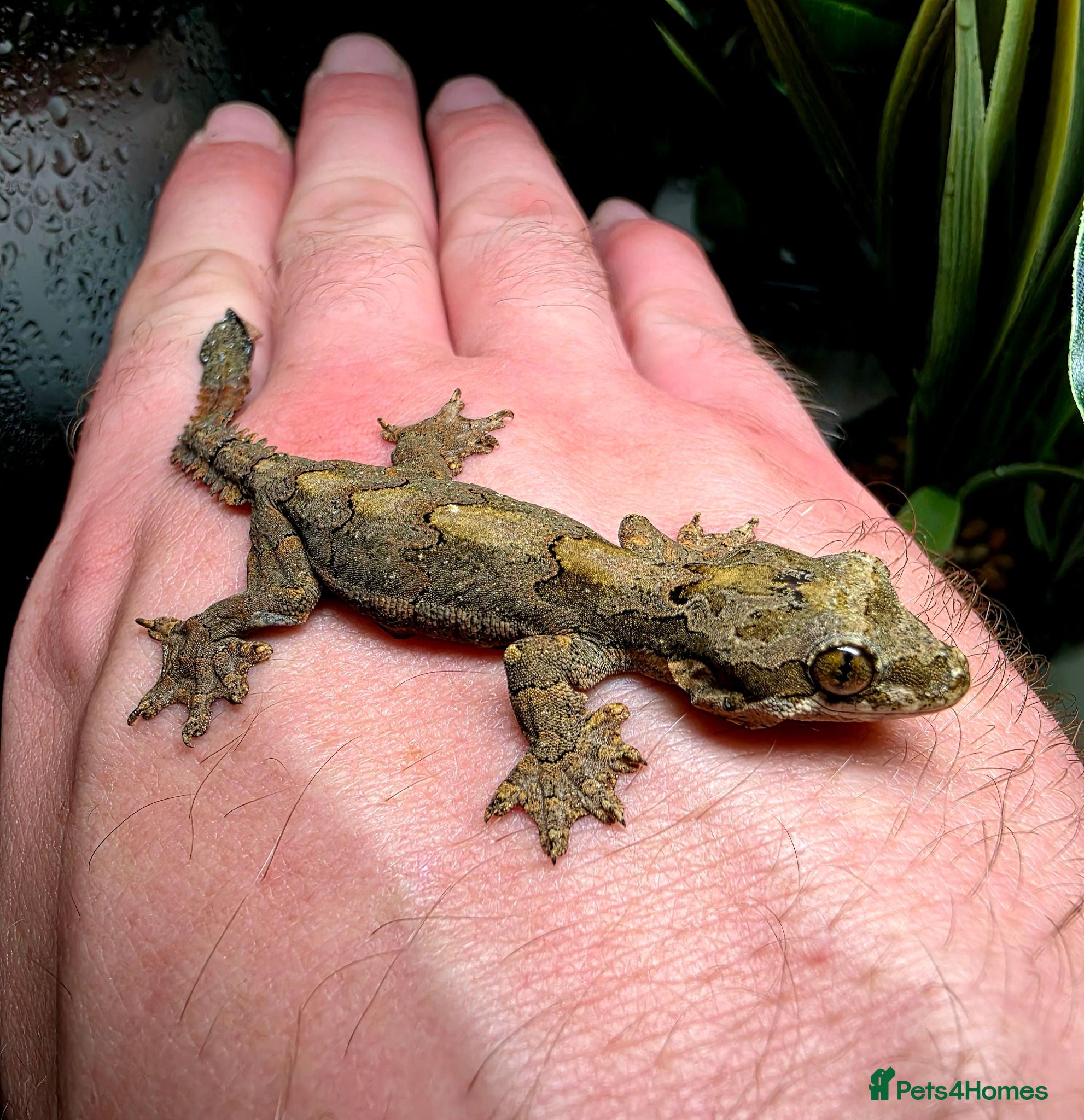 Gecko reptiles Kuhl's Flying Gecko Pair CB26 - Advert 6