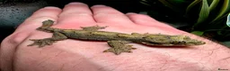 Gecko reptiles for sale: Kuhl's Flying Gecko Pair CB26 - Advert 1