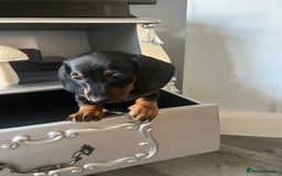 Dachshund dogs for sale: Dachshund pups - Image 4