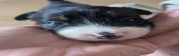 Mixed Breed dogs for sale: Welsh collie puppies  - Advert 9