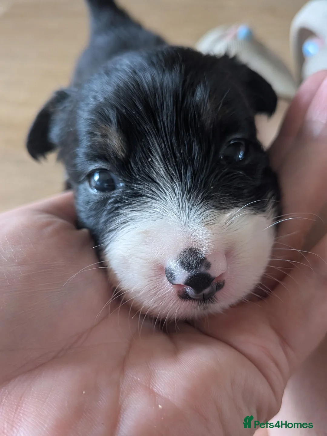 Mixed Breed dogs for sale: Welsh collie puppies  - Advert 9