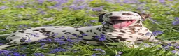 Dalmatian dogs for sale: WAITING LIST NOW OPEN 🐾💫 - Advert 4