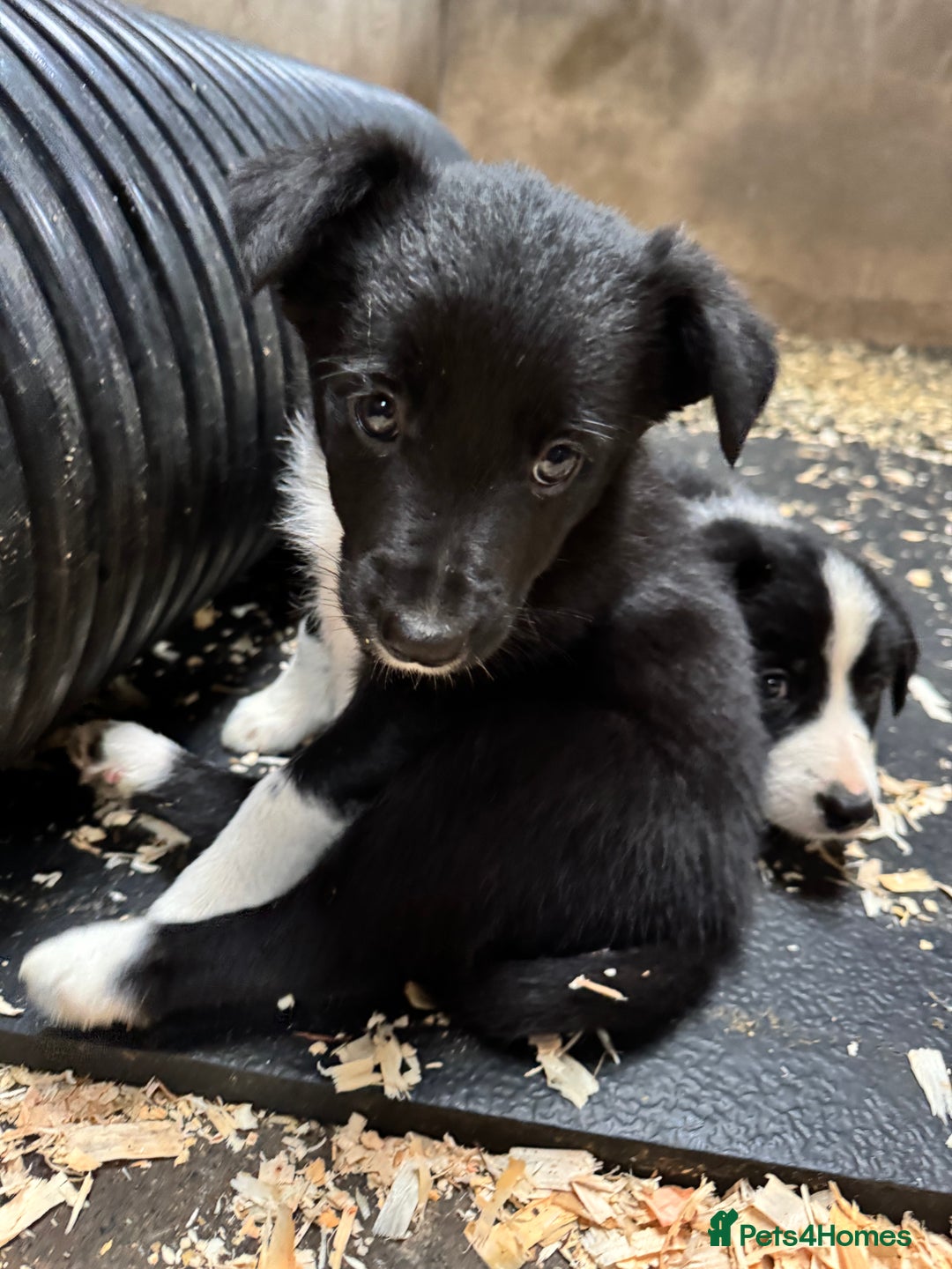 Border Collie dogs for sale: Bouncing border collies - Advert 17