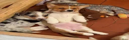 Welsh Corgi Cardigan dogs for sale: 🐶 3 pups left 🐶 Cardigan Corgi puppies 🐾 - Advert 4