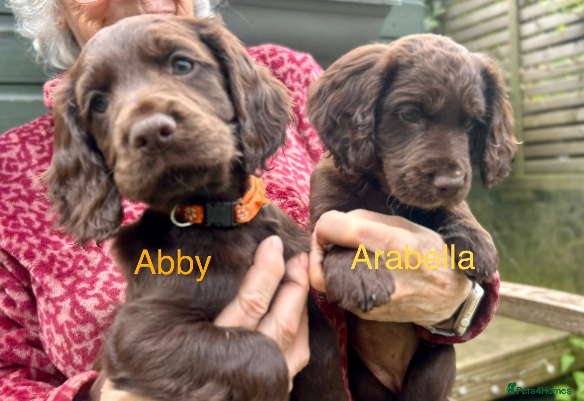 Cocker Spaniel dogs ✨ READY NOW K.C. Work Cocker Licensed Breeder ✨ - Advert 4