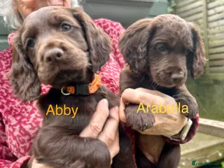 Cocker Spaniel dogs ✨ READY NOW K.C. Work Cocker Licensed Breeder ✨ - Advert 4