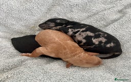 Mixed Breed dogs for sale: Tibetan Doodle Puppies 2 Boys 1 Girl - Image 3