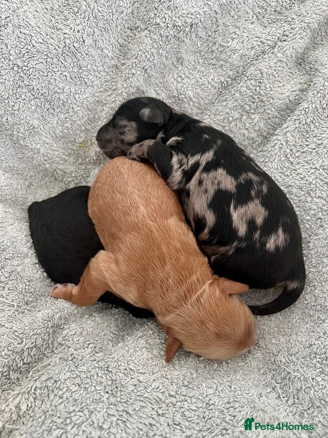 Mixed Breed dogs for sale: Tibetan Doodle Puppies 2 Boys 1 Girl - Image 3