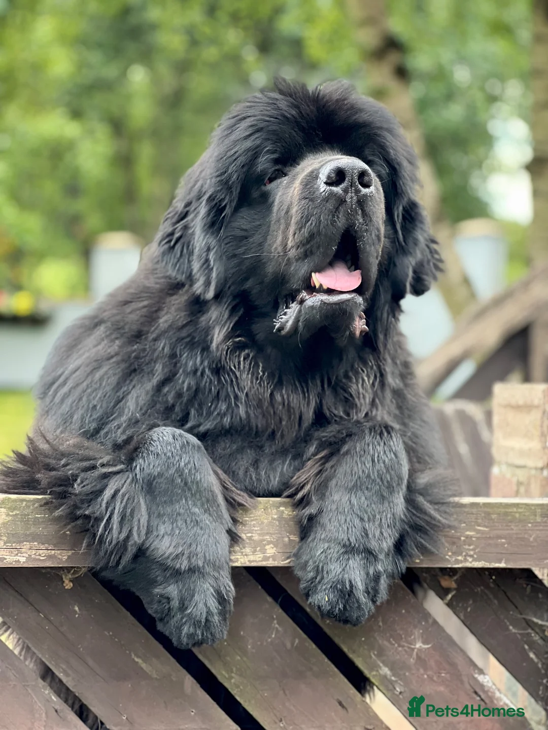 Newfoundland dogs for stud: Beautiful Newfoundland boy for stud  - Advert 3
