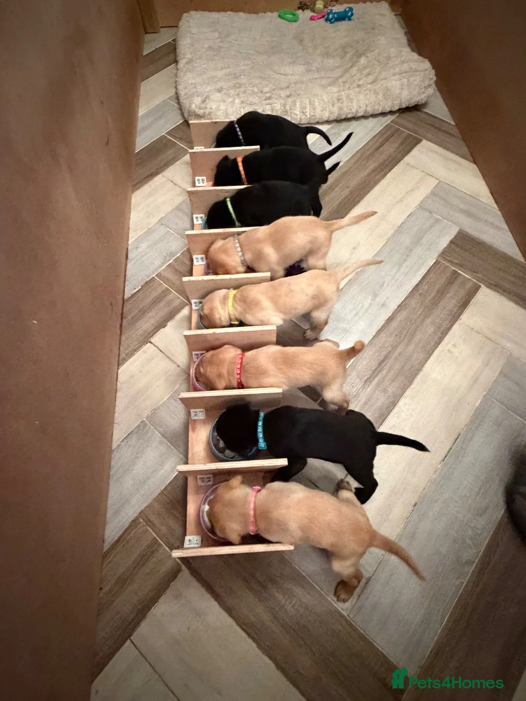 Labrador Retriever dogs for sale: Labrador puppies  in Stafford - Advert 2