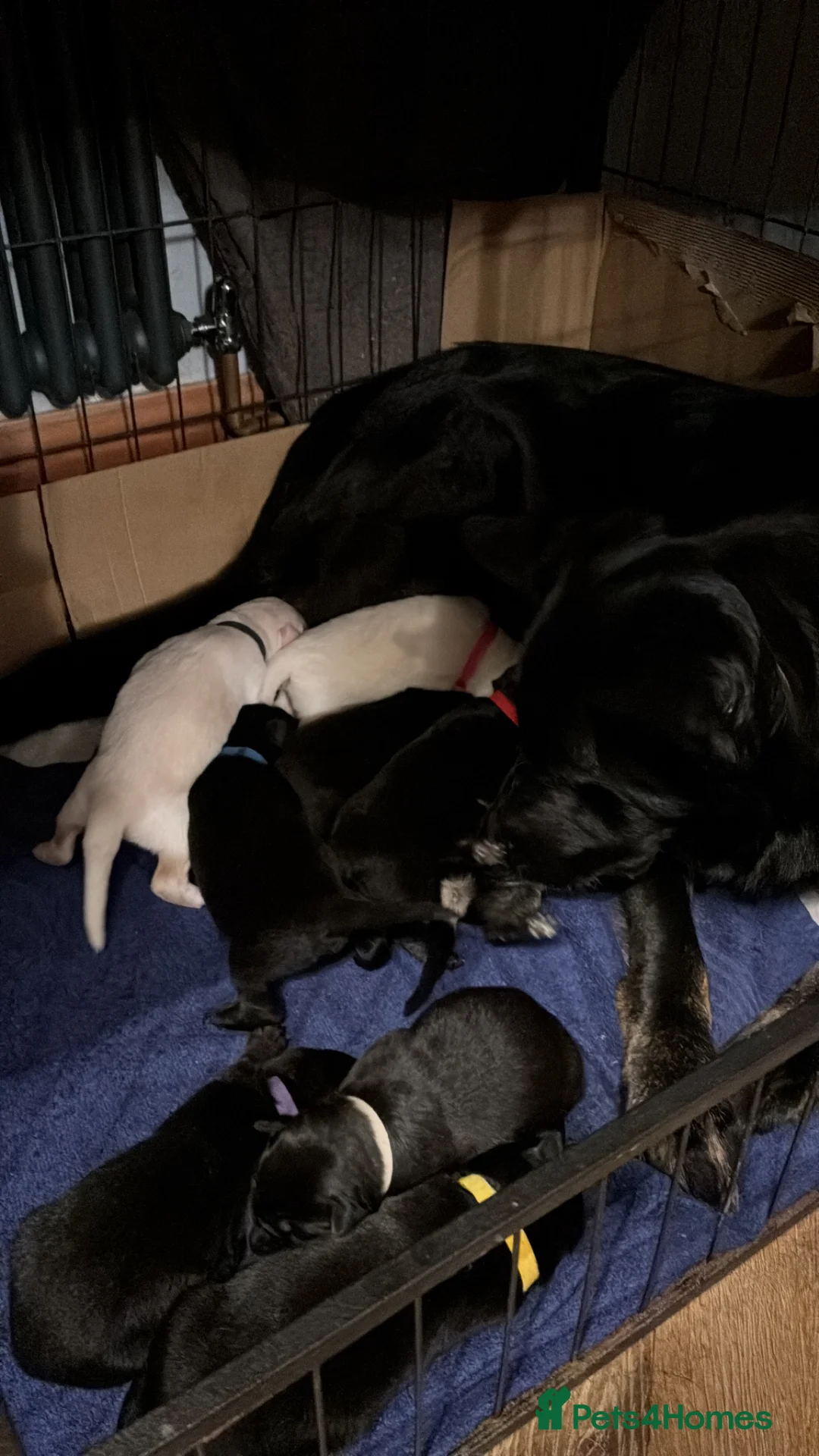 German Shepherd dogs for sale: Beautiful German shepherd puppies.  in Preston - Advert 2