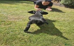 Cocker Spaniel dogs for sale: Black and white roan boy left 9 weeks - Image 17