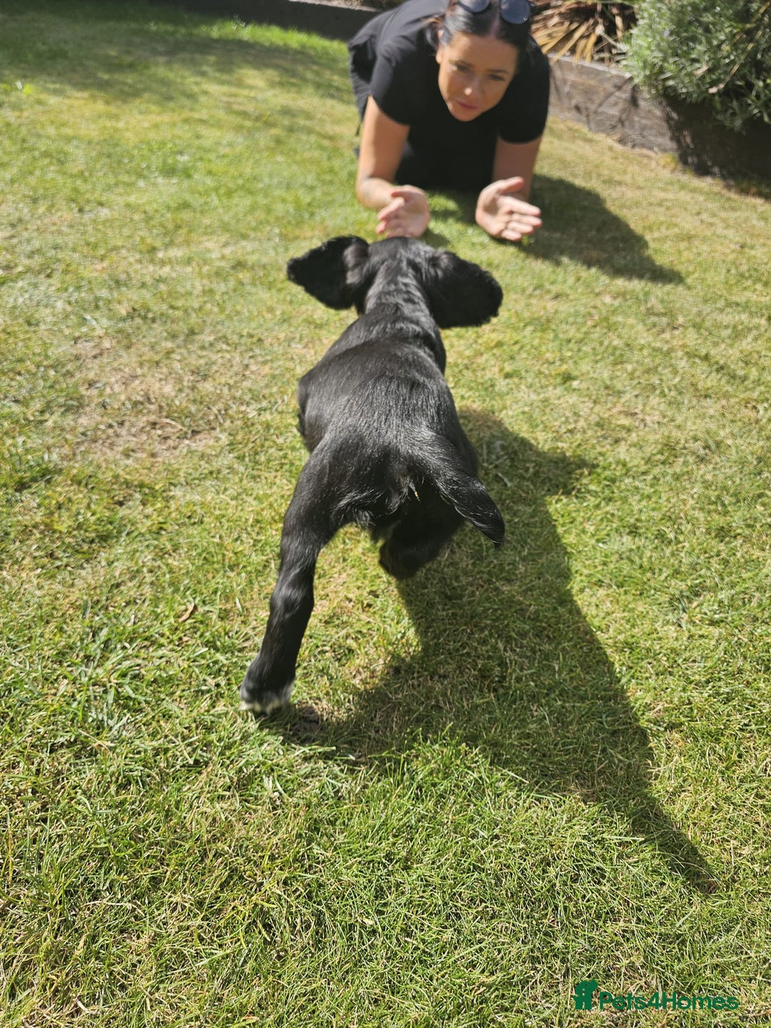 Cocker Spaniel dogs for sale: Black and white roan boy left 9 weeks - Image 17
