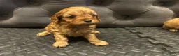 Cavapoo dogs for sale: Beautiful cavapoos  - Advert 26