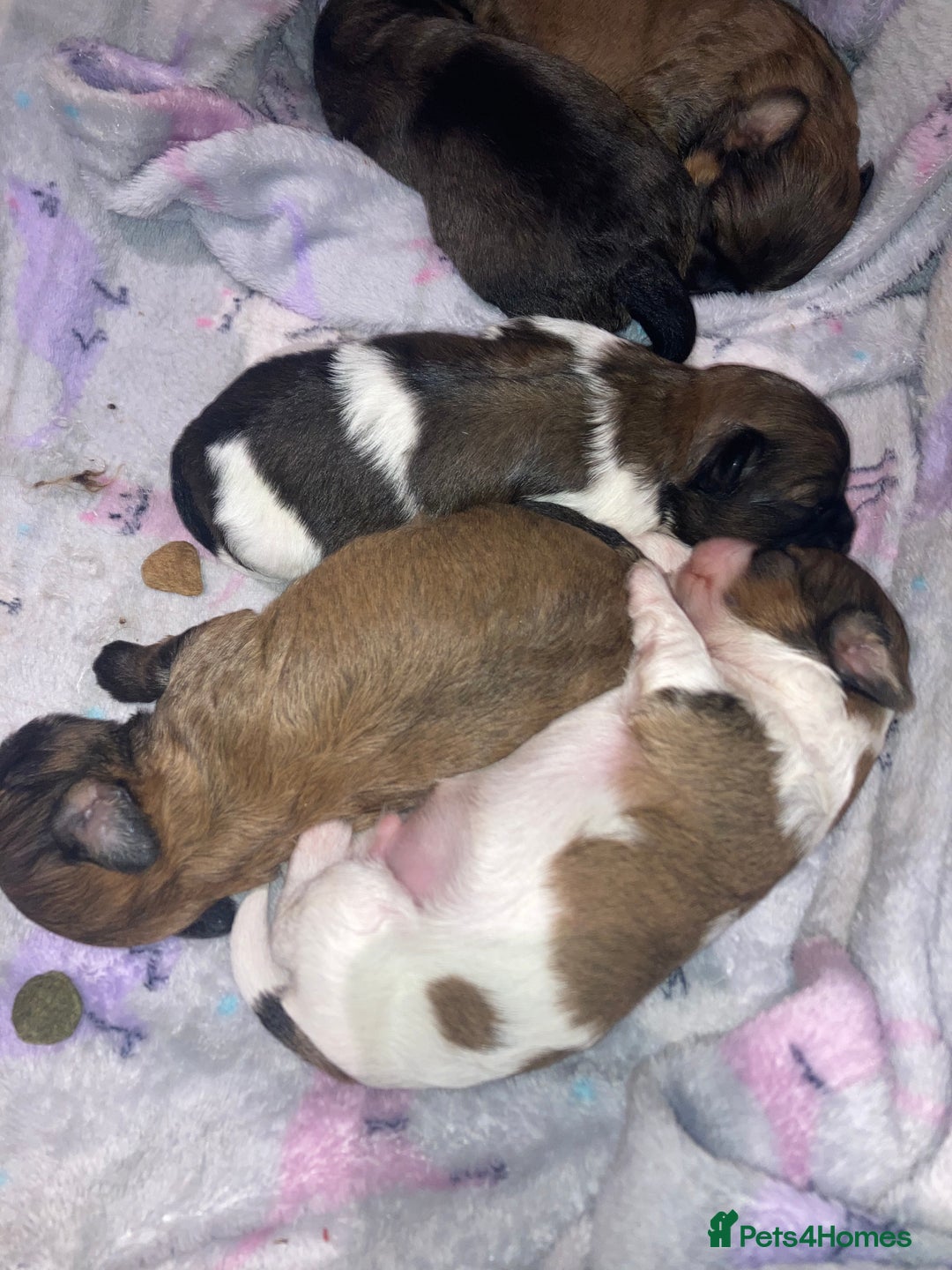 Shihpoo dogs for sale: Imperial Toy shihpoo puppies  - Image 9