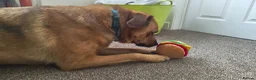 Mixed Breed dogs for sale: Dog looking for loving home - Advert 9