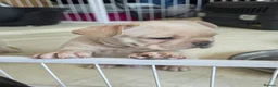 French Bulldog dogs for sale: French bulldog Puppies.  - Advert 20