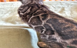 Bengal cats for sale: Stunning Glittered Pedigree Bengal Female TICA reg - Image 17