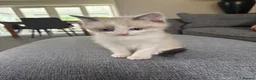 Ragdoll cats for sale: Part bred ragdoll kittens  - Advert 2