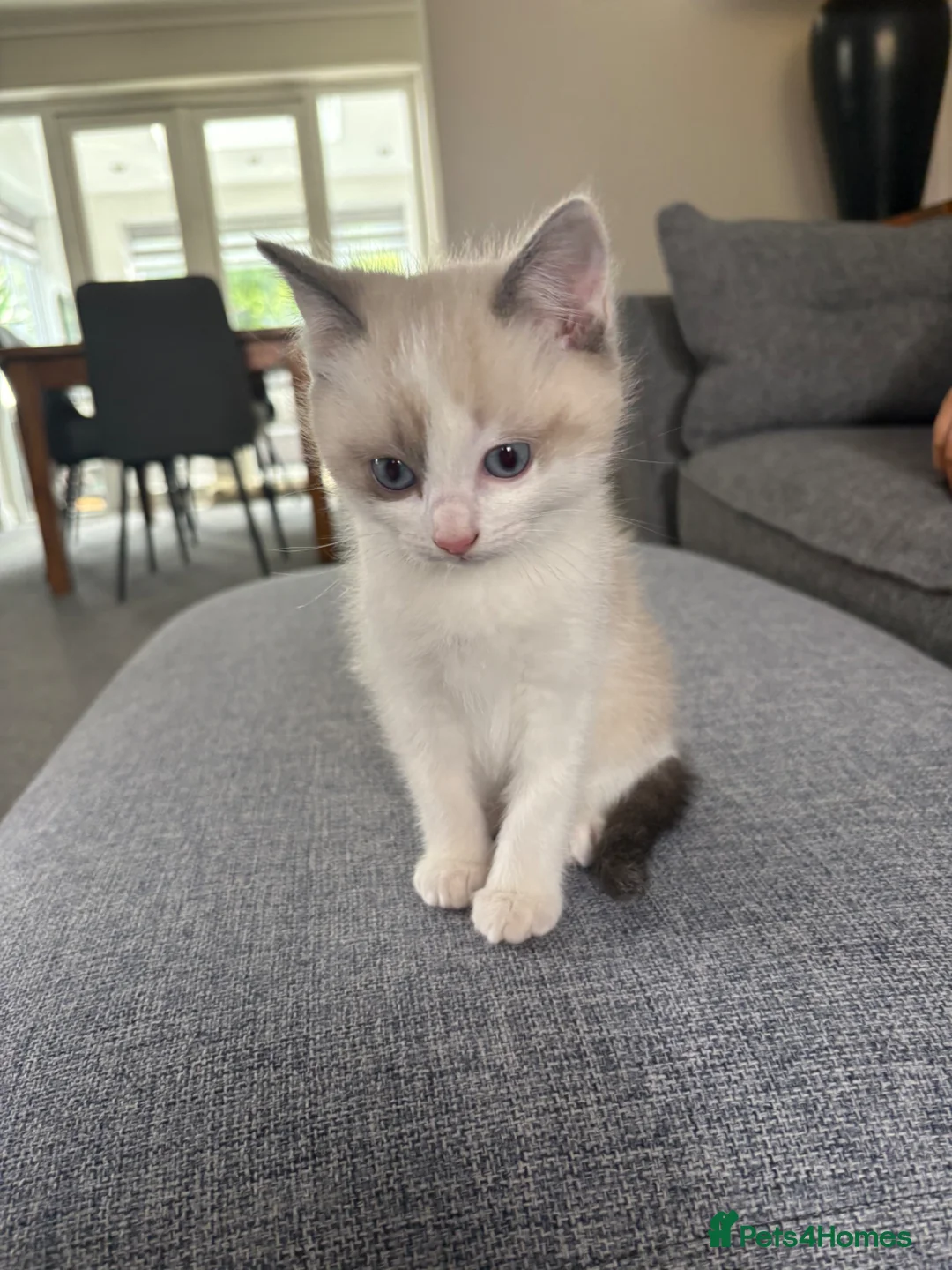 Ragdoll cats for sale: Part bred ragdoll kittens  - Advert 2