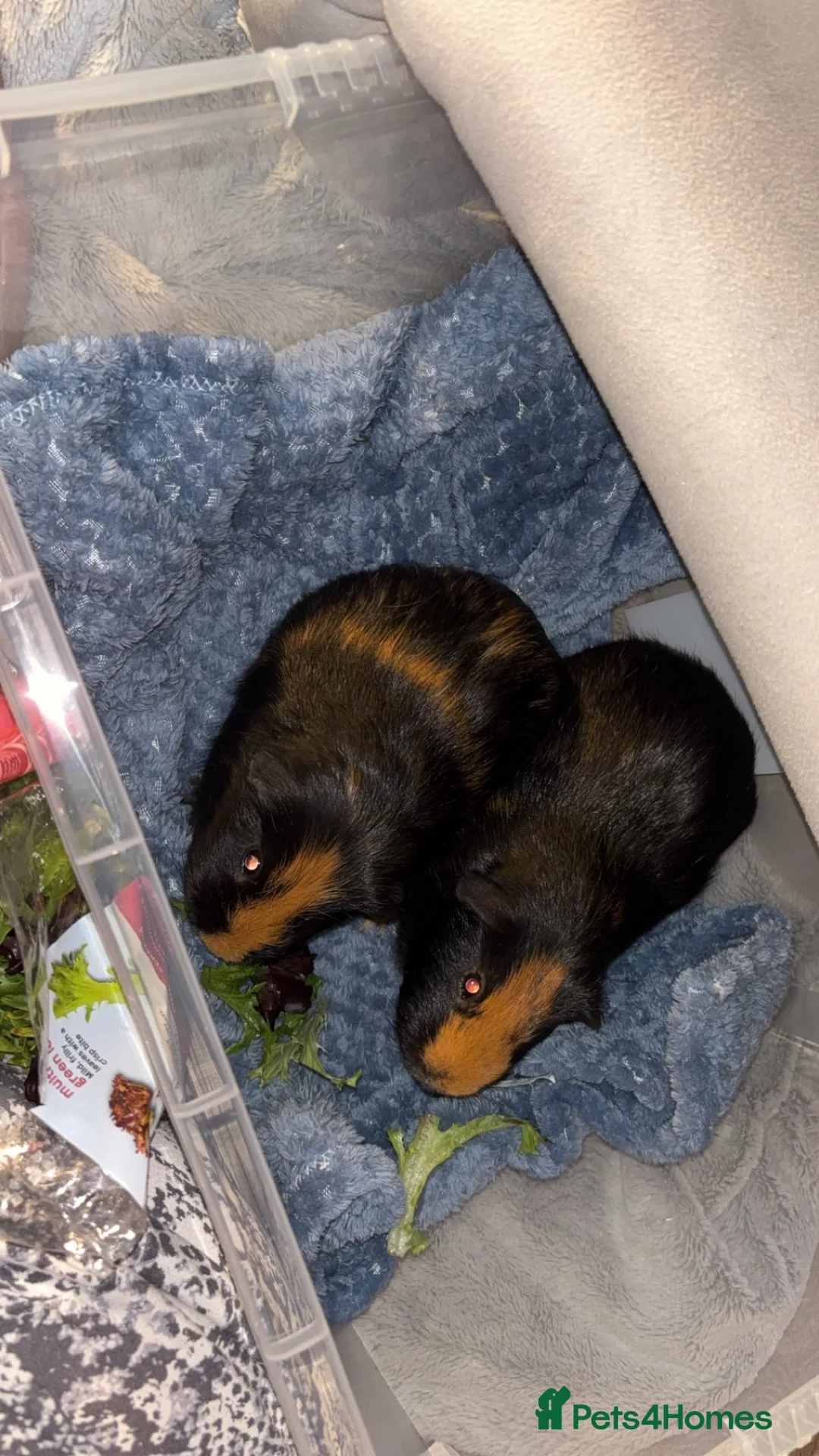 Guinea Pig rodents for sale: 2 male guinea pigs - Advert 2