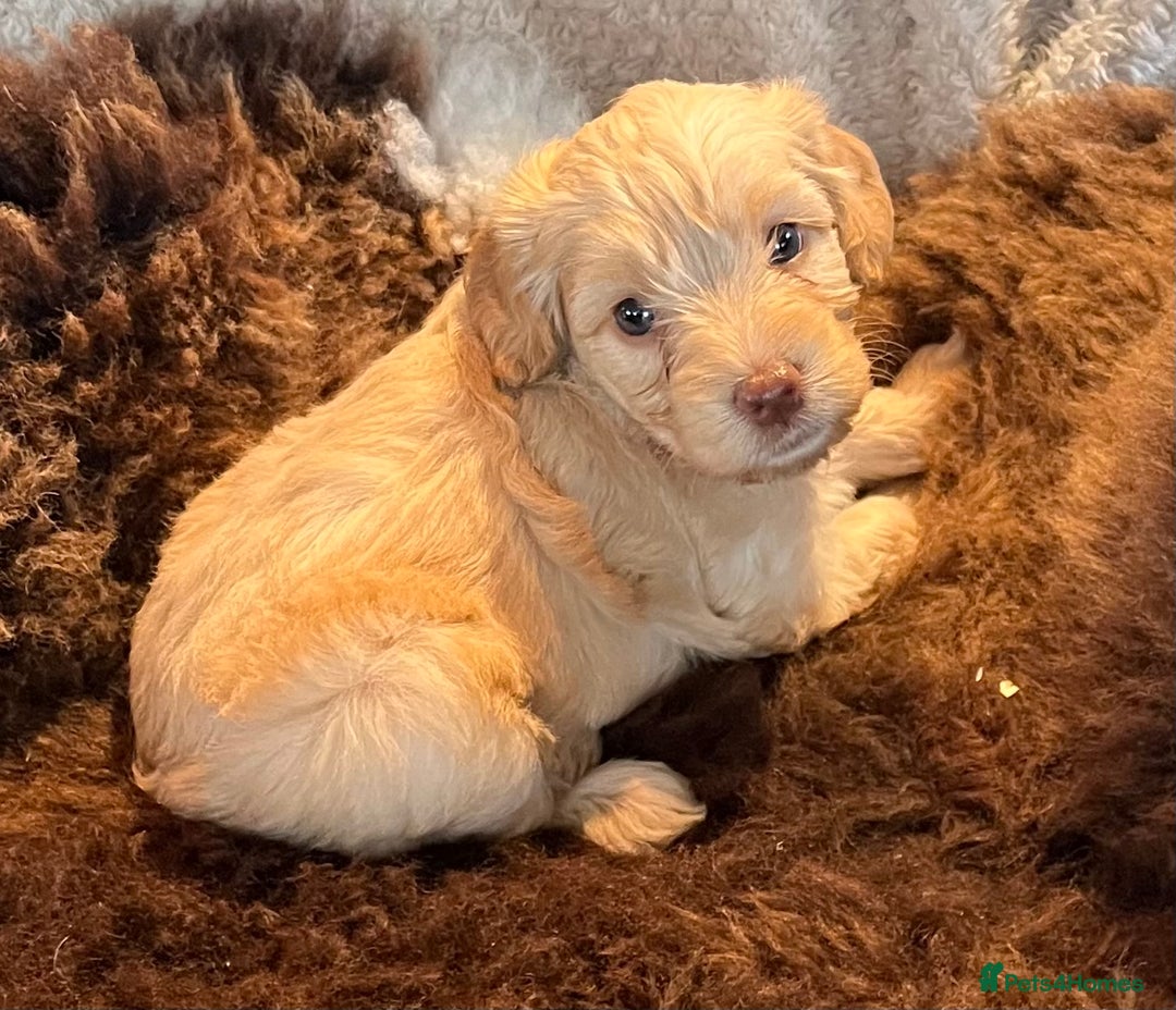 Cockapoo dogs for sale: Stunning F1 Cockapoos  - Advert 20