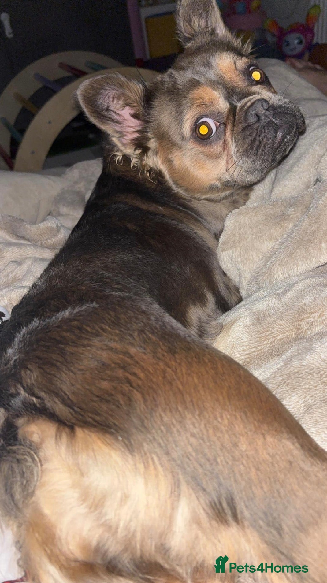 French Bulldog dogs Ariel Fluffy Frenchie - Advert 3