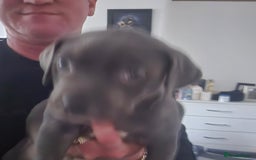 Mixed Breed dogs for sale: AMERICAN BULLY X LABRADOR - Image 3