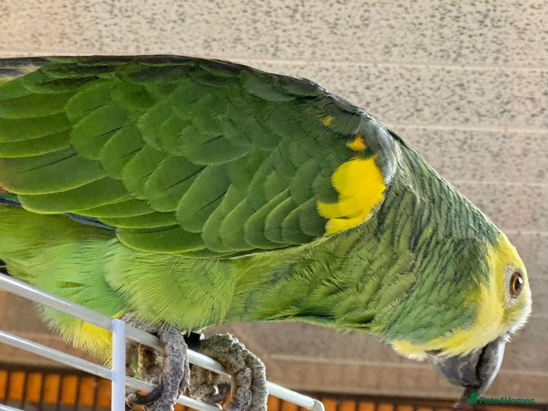 Parrots birds for sale: Yellow Headed 6 year old Amazon Parrot  - Advert 2