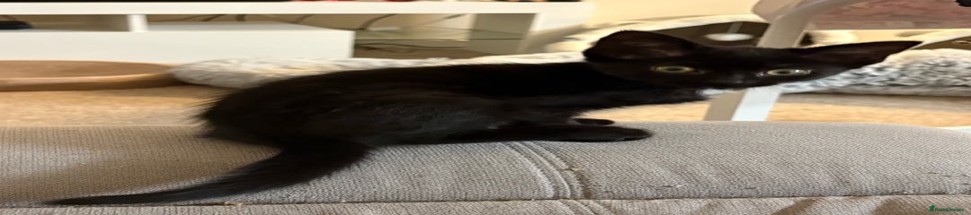 British Shorthair Kitten 2