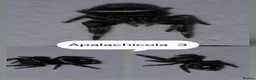 Spiders invertebrates for sale: Apalachicola jumping spiderlings  - Advert 3