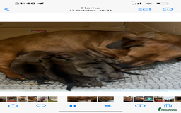 Miniature Dachshund dogs for sale: Kc true miniature dachshunds puppies - Image 1