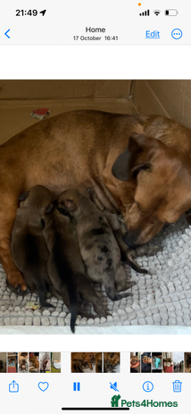 Miniature Dachshund dogs - Advert 1