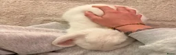 Mini Lop rabbits for sale: Snowy in Bristol - Advert 5