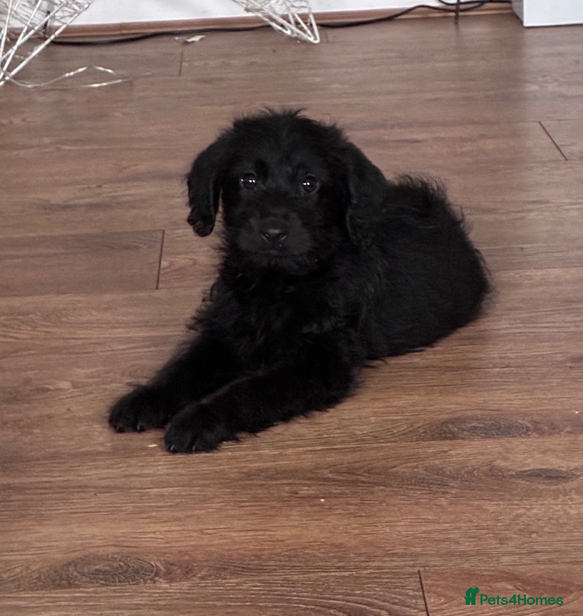 Labradoodle dogs  mini labradoodles  - Advert 4
