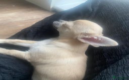Chihuahua dogs for sale: Tiny chihuahua boy - Image 4