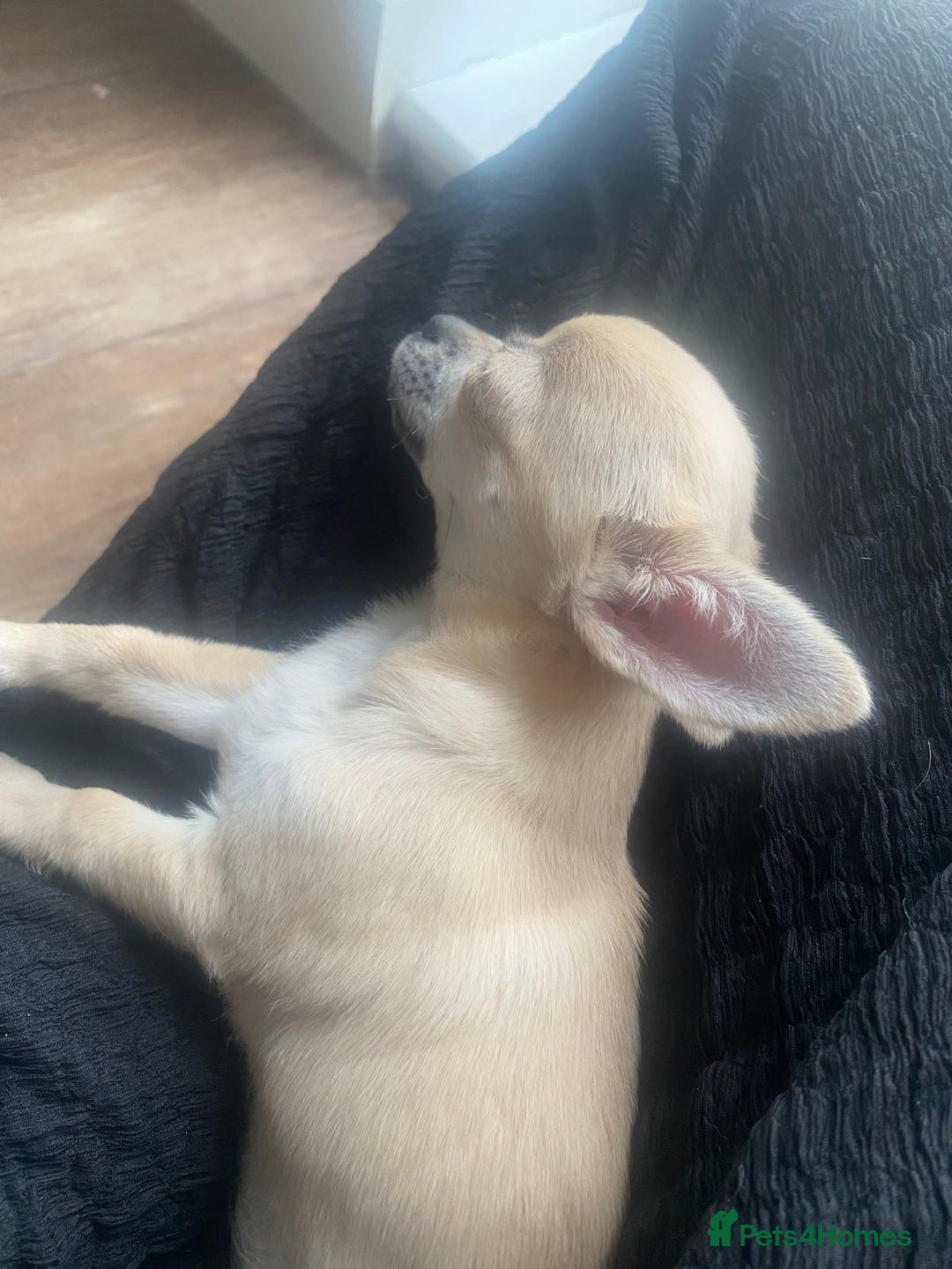 Chihuahua dogs for sale: Tiny chihuahua boy - Image 4