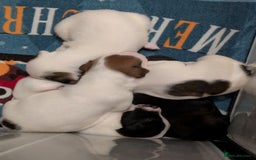 Mixed Breed dogs for sale: F1 jackcain  - Advert 20