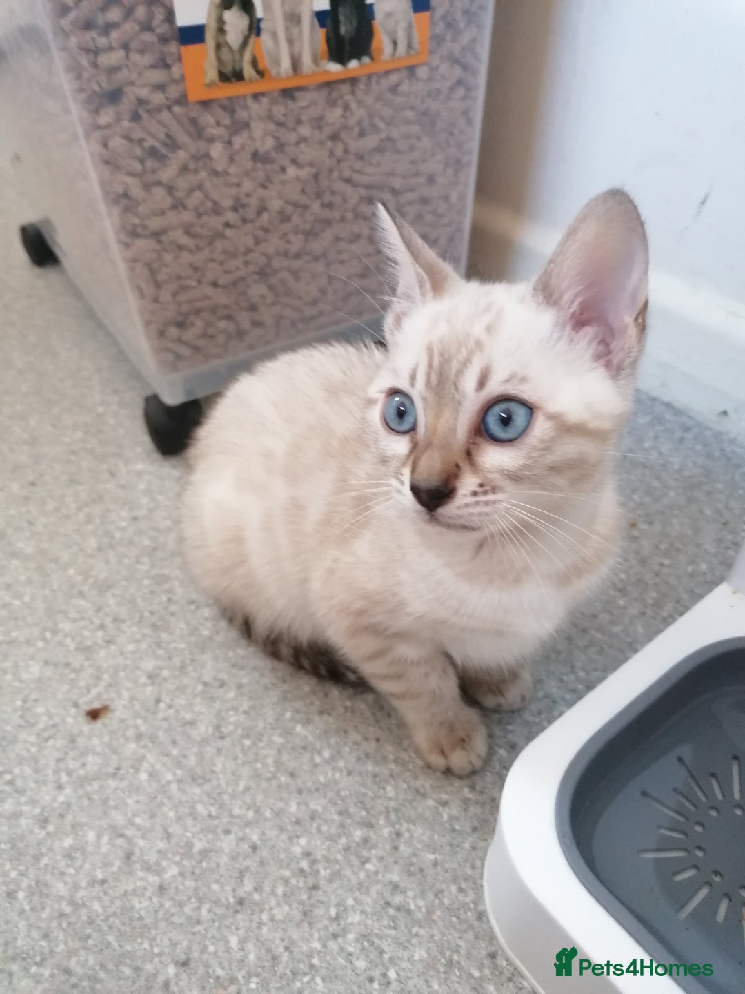 Bengal cats for sale: Stunning snow bengals - Image 12