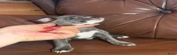 Chihuahua dogs for sale: Chihuahua puppies  - Advert 7