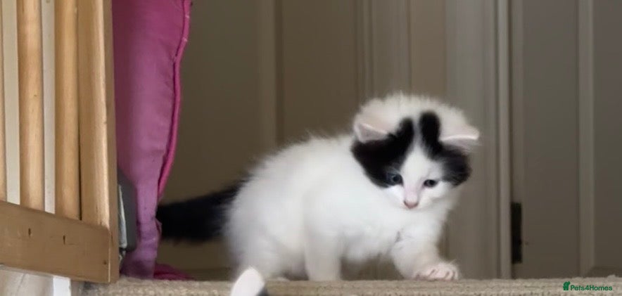 Mixed Breed cats 2 kittens males are available ready to leave 28/6 - Advert 20