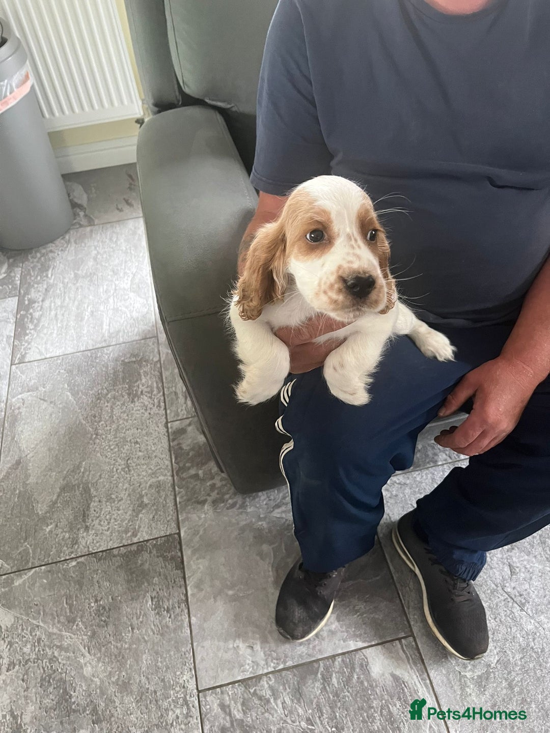 Cocker Spaniel dogs for sale: OUT STANDING  GORGEOUS SHOW TYPE COCKER SPANIEL  - Image 28