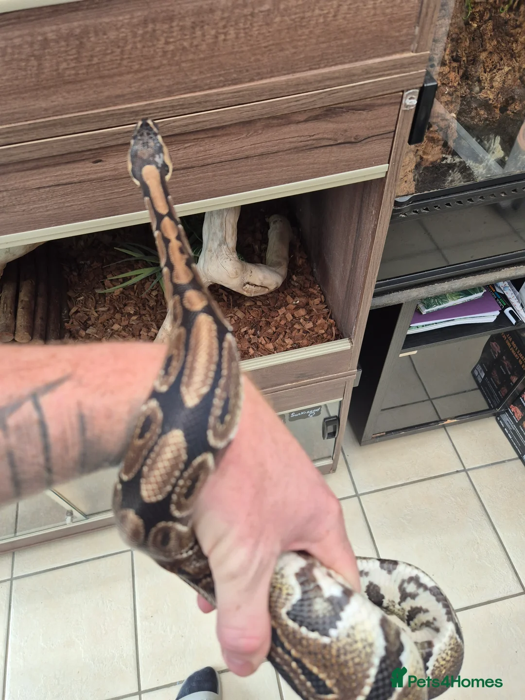 Boa Snake reptiles for sale: Corn royal snakes - Advert 7
