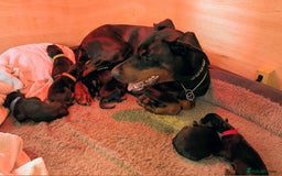 Dobermann dogs for sale: #ShadowdairDobermans #Pregnancy#DobermanLove - Image 18