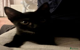 Domestic Shorthair cats for sale: 2 Female Kittens  - Image 19