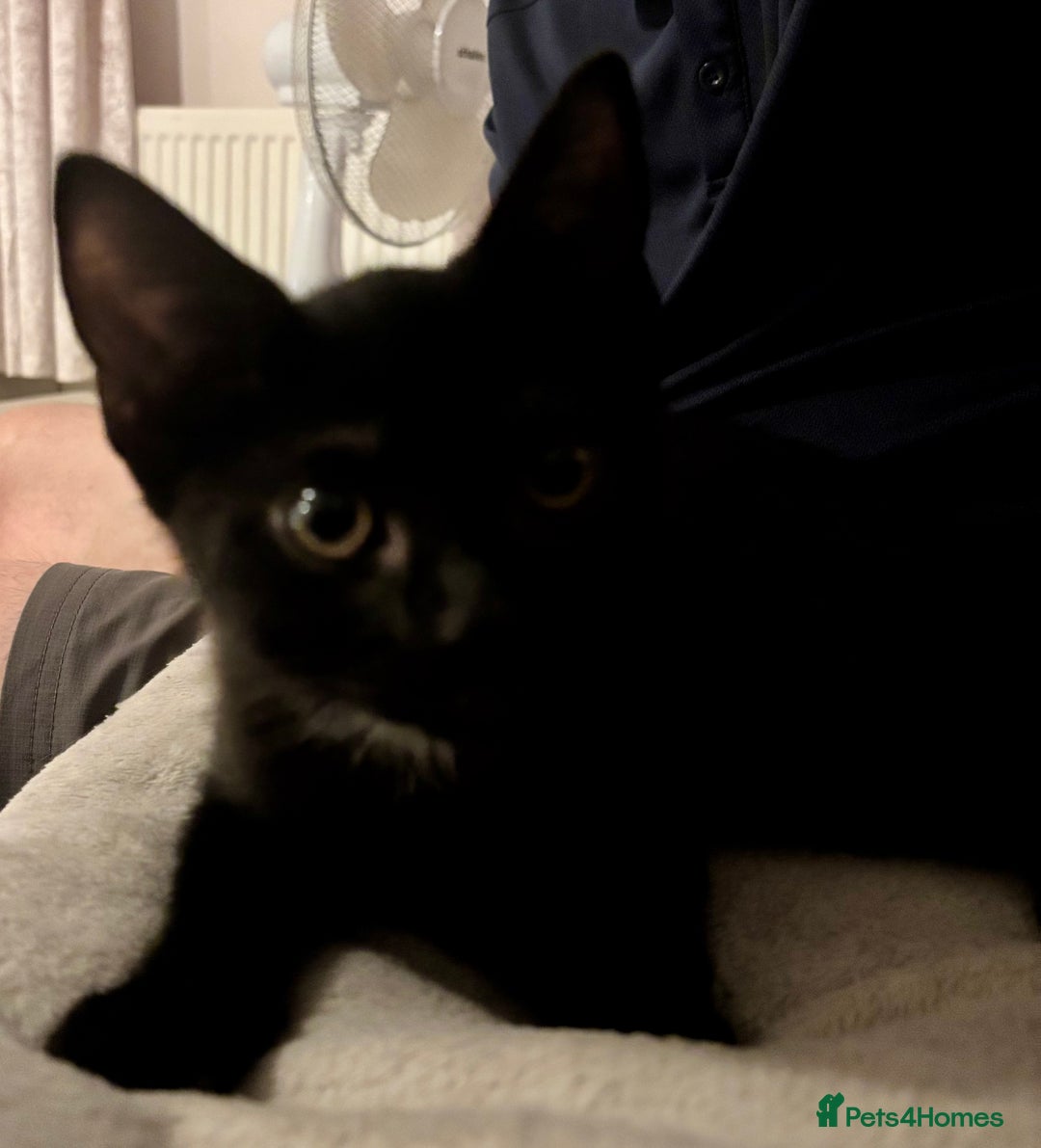 Domestic Shorthair cats for sale: 2 Female Kittens  - Image 19